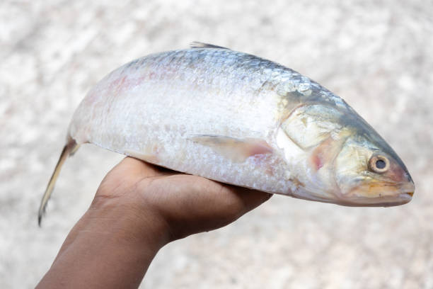 istock Fresh raw Hilsa fish in a woman's hand with beautiful blurred background. This fish is called Ilish in Bengali. It is the national fish of Bangladesh. 2169713365