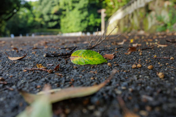 A solitary, green leaf, marred by a brown stripe, lies on rough asphalt pavement, still wet from an overnight rain fall.  Small twigs and fallen debris surrounding the leaf attest to the pelting rain’s power.