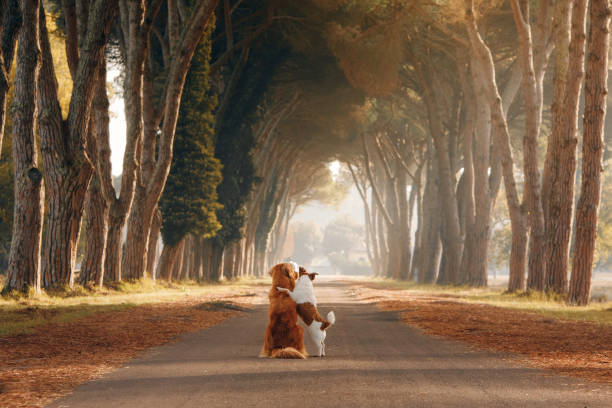 two dogs on a beautiful path among the autumn trees. Nova Scotia Duck Tolling Retriever and jack russell terrier hug