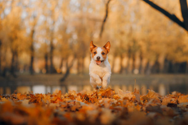 istock dog in autumn forest. Jack Russell Terrier on a stump. 2169714958