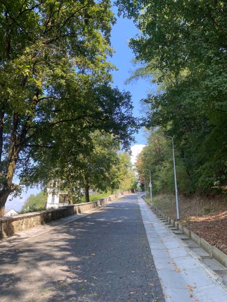 istock beautiful alley in the park 2169717445