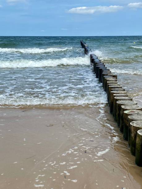 istock seagulls on the beach near the sea 2169717546