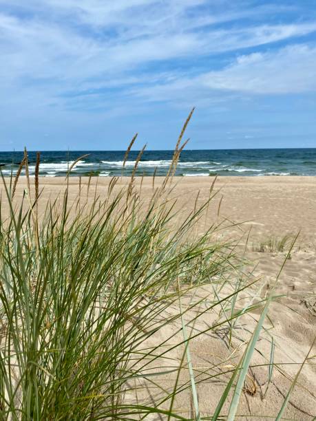 istock grass on the sand dunes on the beach 2169717565