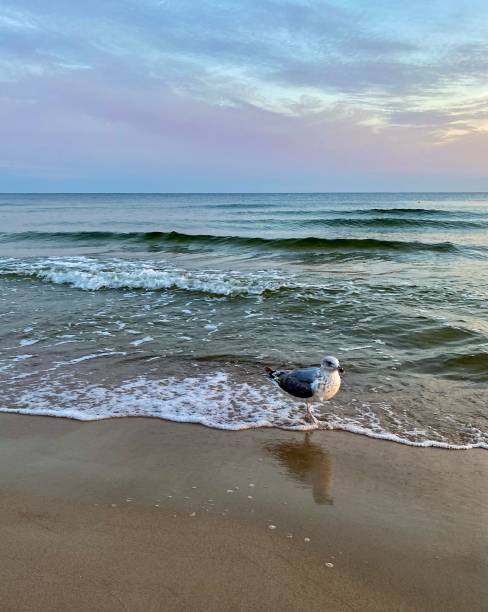 A seagull stands on the seashore, surrounded by waves and wet sand.