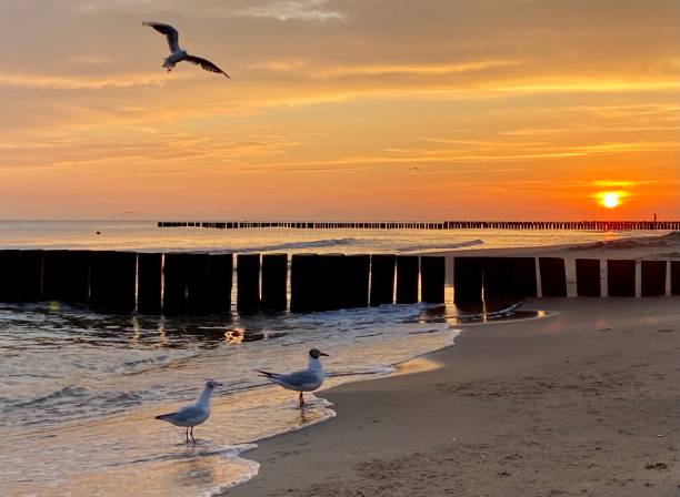 istock gulls on the beach on sunset 2169717674