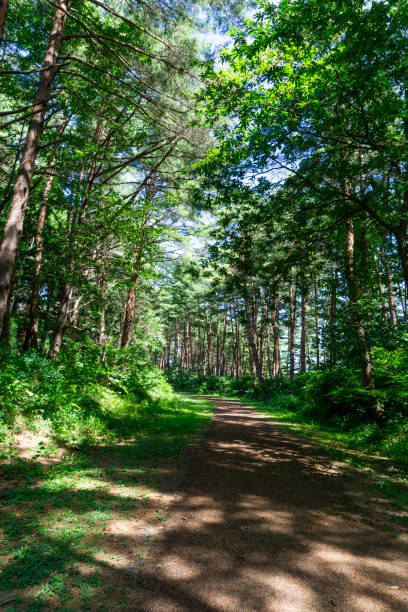 istock Villa road in the forest 2169717895