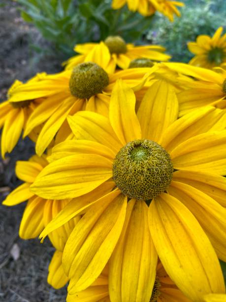 istock yellow flowers in the garden 2169718208