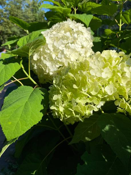 istock white hydrangea flowers in the garden 2169718243