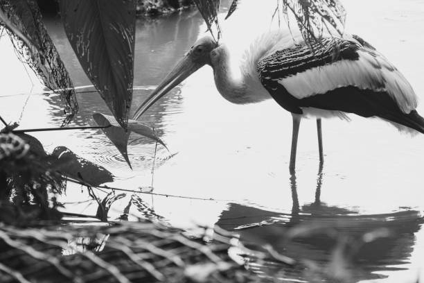 One adult stork flying with outstretched wings high up in the sky, front view