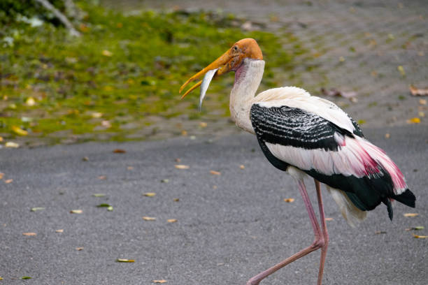 The painted stork (Mycteria leucocephala) is a large wader in the stork family. It is found in the wetlands of the plains of tropical Asia