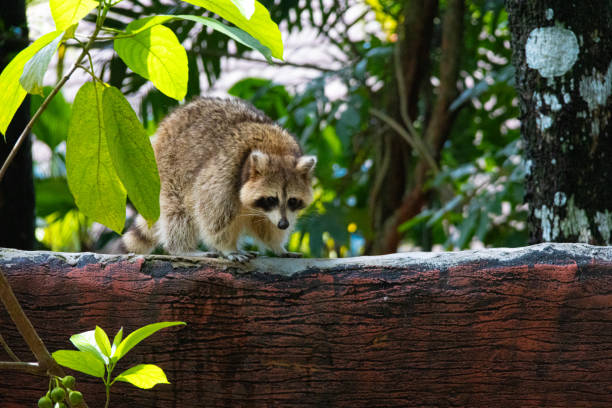 Image captured in Zoo Negara Malaysia