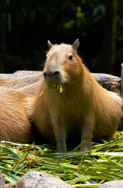 istock Capybara eating/ feeding on greens 2169719369
