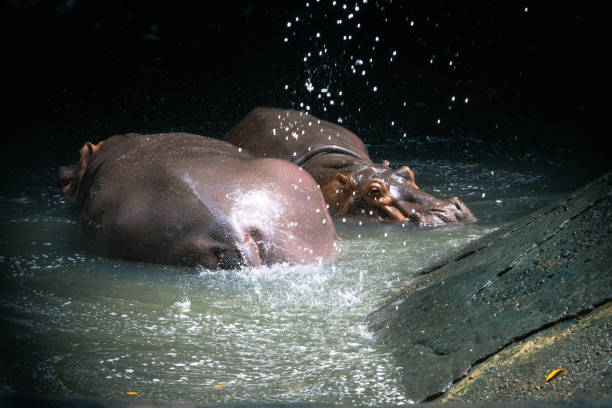River hippopotamus, is a large semiaquatic mammal native to sub-Saharan Africa.Image captured in Zoo Negara Malaysia