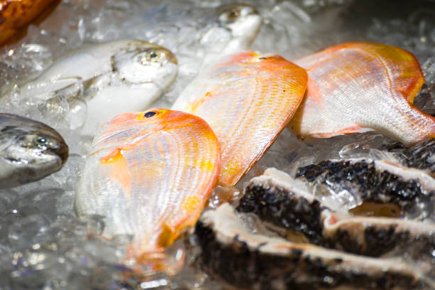 several fresh Red Tilapia fish laid out on ice to maintain freshness