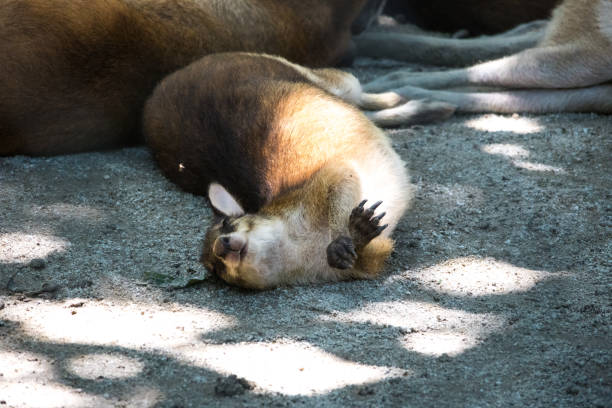 Image captured in Zoo Negara Malaysia
