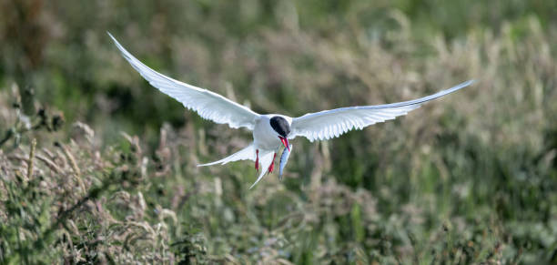 istock Arctic tern in flight with small fish, Nothumberland, England 2169719584
