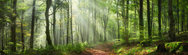 Enchanting rays of sunlight in a green forest