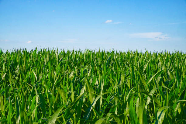 istock The image shows a dense, green cornfield under a clear blue sky with a few clouds. 2169720509