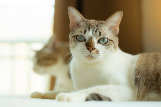 Two cute striped cats sit inside a house and look at the camera.