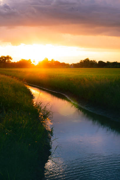istock Irrigation canals for agriculture, rice fields in Thailand 2169720732