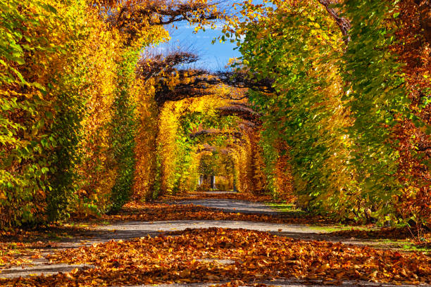 istock Empty alley covered by foliage in autumn park, Vienna, Austria 2169722372
