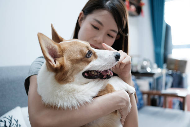 istock Woman sitting on sofa holding corgi dog 2169723758