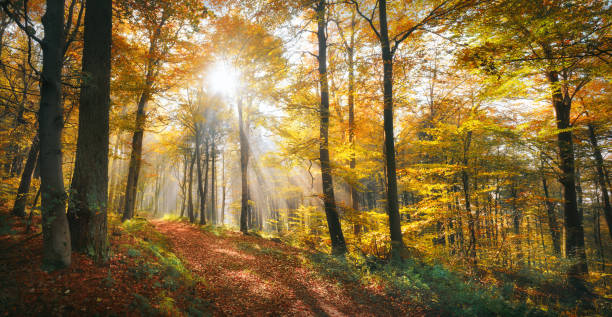 Glorious sunny autumn day in a scenic yellow forest