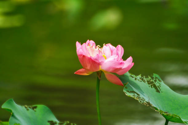 Blossoming lotus and waterlily flowers