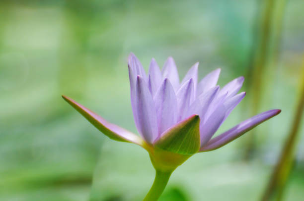 istock Blossoming lotus and waterlily flowers 2169729888