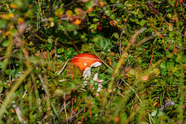 Berries of Kamchatka Tundra