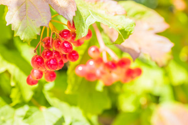 This closeup shows vibrant red berries with fresh green leaves, highlighting natures true magnificence