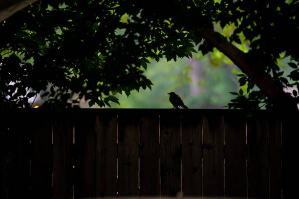 A backlit American Robin sits on a fence in Ferndale, MI.