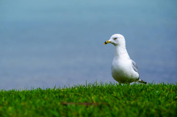 seagull looking up and close-up of the head and from benidorm town in spain