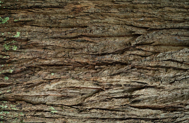 Close-up of tree bark texture background. Natural wood patterns and rough grainy surface, ideal for eco-friendly projects and nature-themed designs. Organic material background for carbon neutrality.