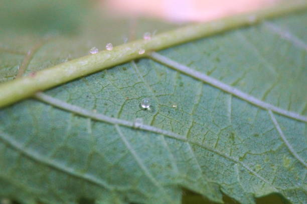 istock Particles on the underside of okra leaves 2169735833