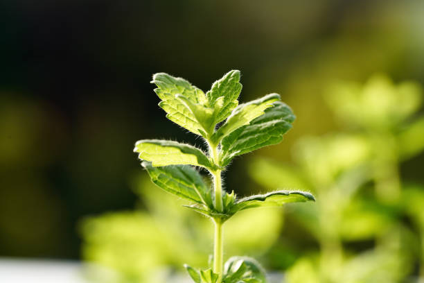 Melissa or lemon balm herb growing outdoors in a garden