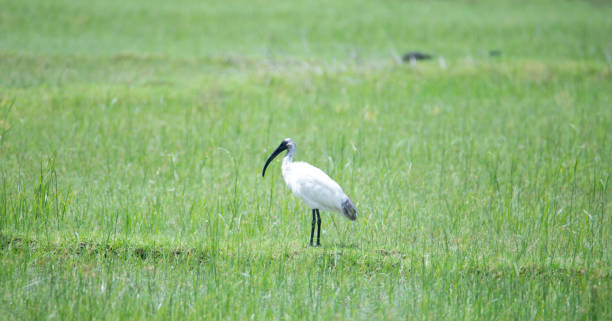 istock Black headed ibis standing in an agricultural field 2169741342