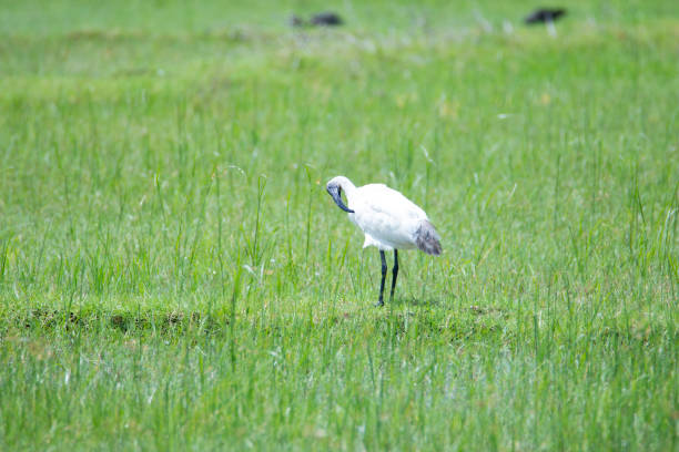 istock Black headed ibis standing in an agricultural field 2169741350
