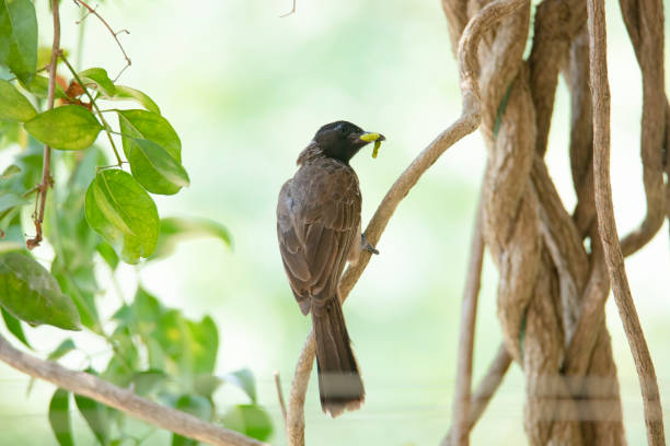 Red-vented bulbul with worm in its beak