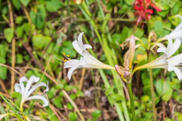 A close-up shot of a white spider lily (Lycoris) with delicate petals adorned with dewdrops, glistening in the soft morning light. The flower's intricate shape and the fresh droplets add a sense of purity and freshness to the scene, contrasting beautifully against the green foliage in the background.