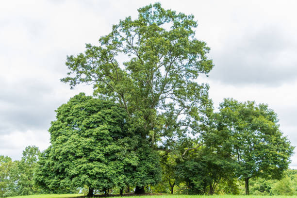 istock Majestic Trees Against a Cloudy Sky 2169742304