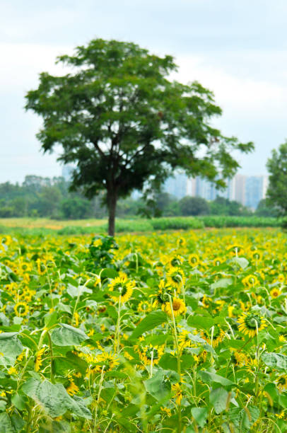 istock The beautiful sunflower. 2169744320