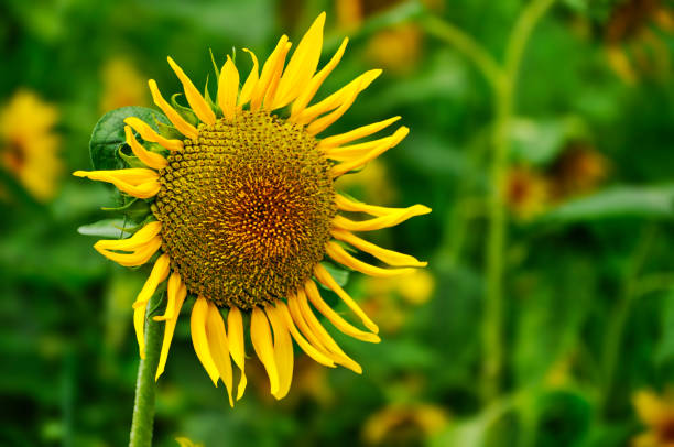 Closeup view on sunflowers field in Turkey