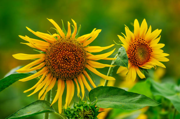 istock The beautiful sunflower. 2169744339