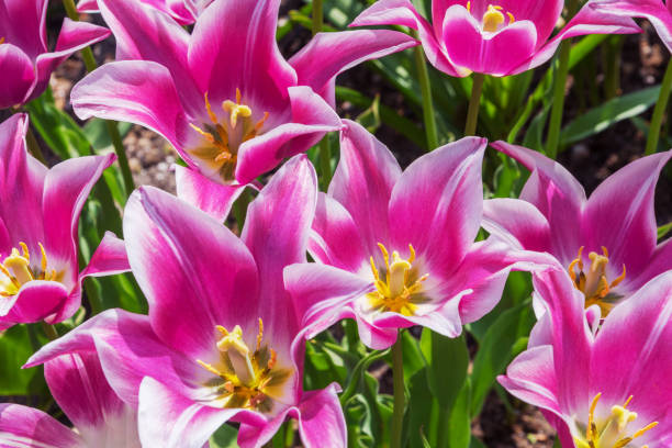 istock Tulip Ballade Old. Lily-flowered tulip 2169746995