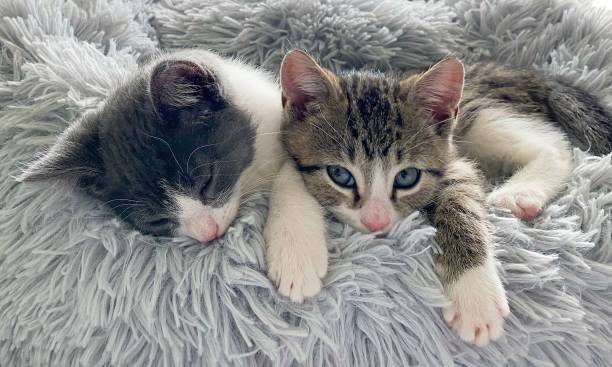 istock Kittens on furry bed 2169749895