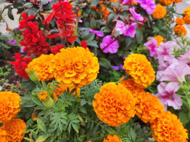 istock Colorful garden flowers 2169749922