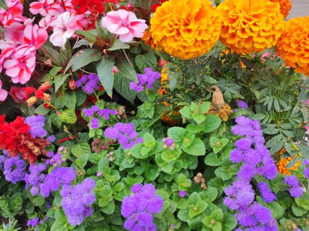 The garden is full of beautiful flowers