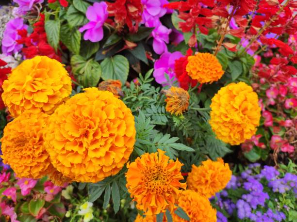istock Colorful garden flowers 2169749925