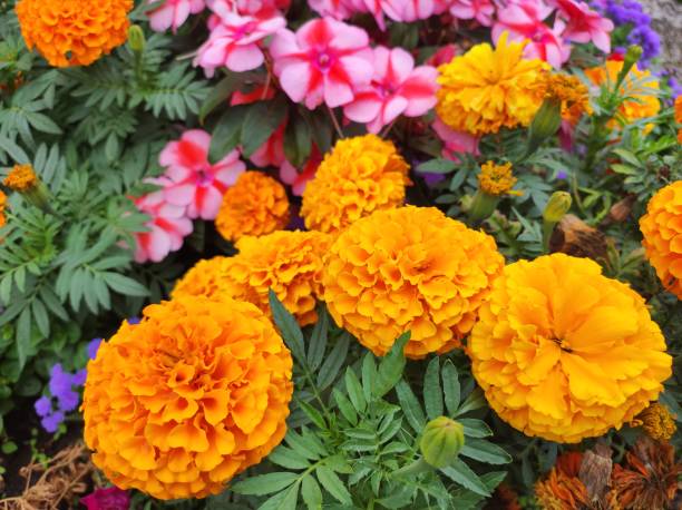 istock Colorful garden flowers 2169749931